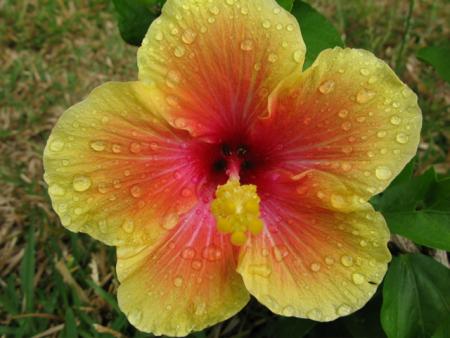 jardin