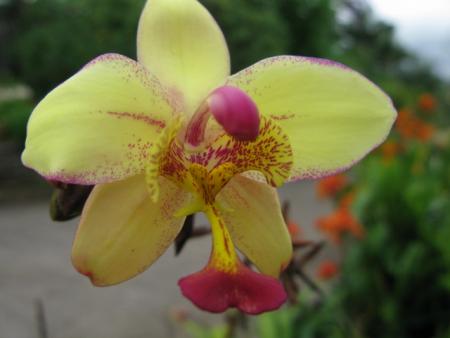 orchidée