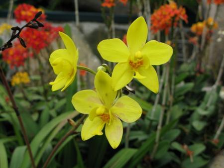 orchidée