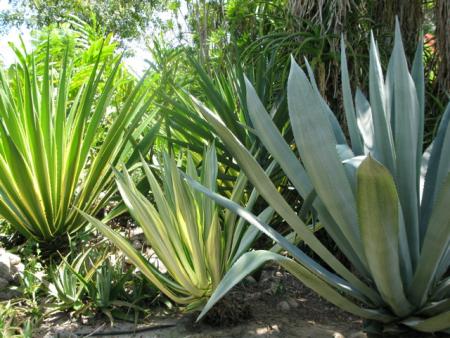 jardin eden