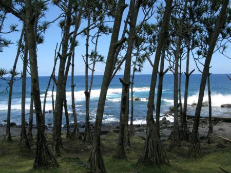 le sud sauvage