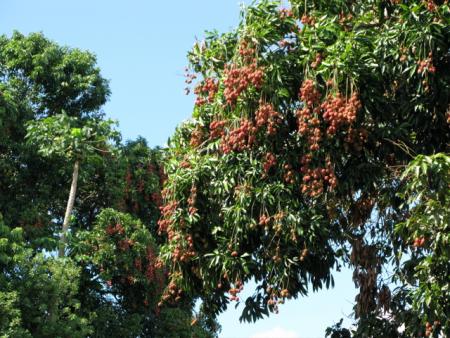 litchis