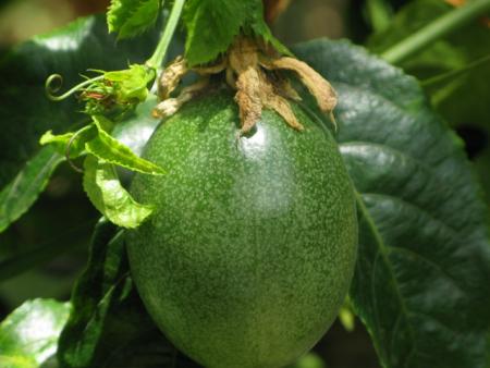 et voila le fruit