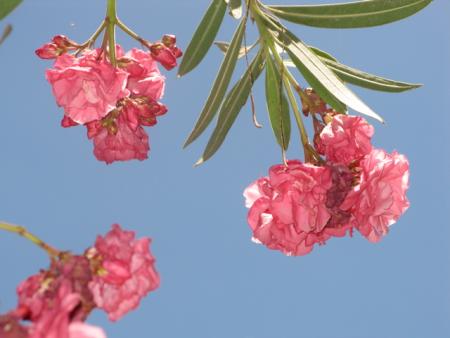 lauriers rose