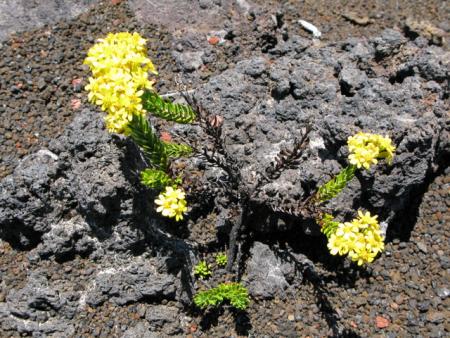 volcan
