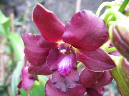 orchidée