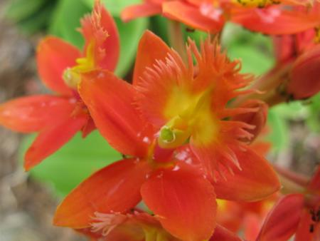 orchidée