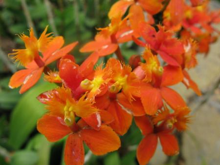 orchidée