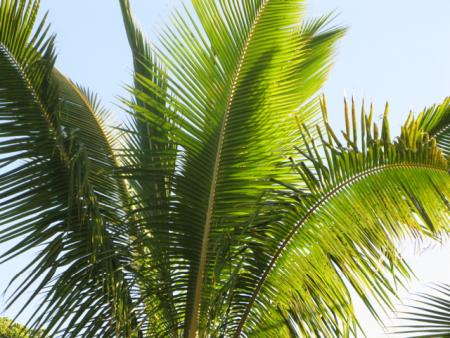 cocotier du jardin