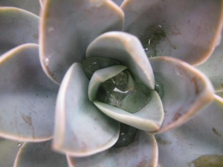 plante grace