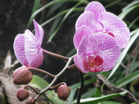 orchidée