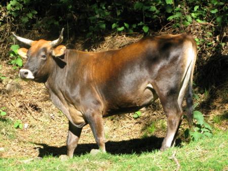 oh la vache