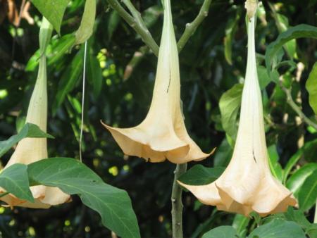 datura