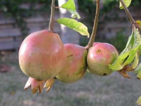 fruit la grenade