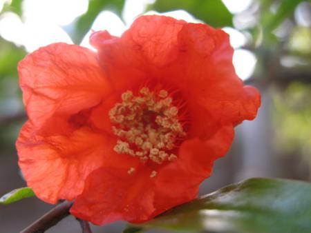 fleur de grenadier