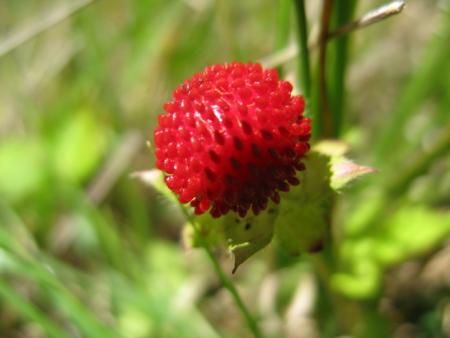 fraise sauvage