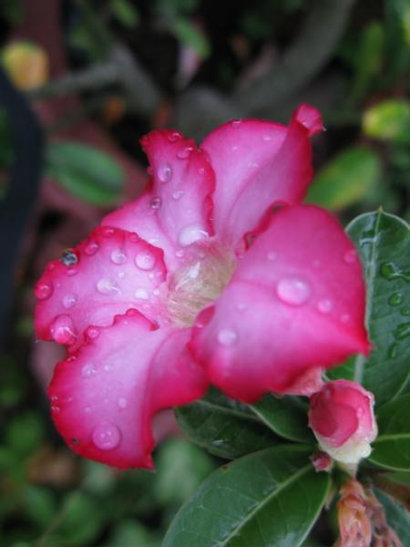 rose des sables