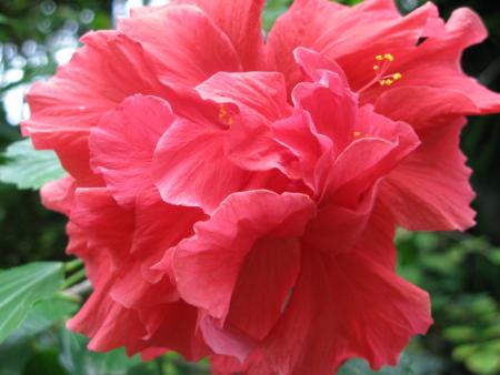 jardin des mascarins