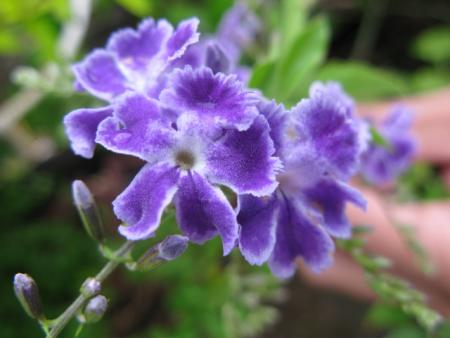 fleur du jardin