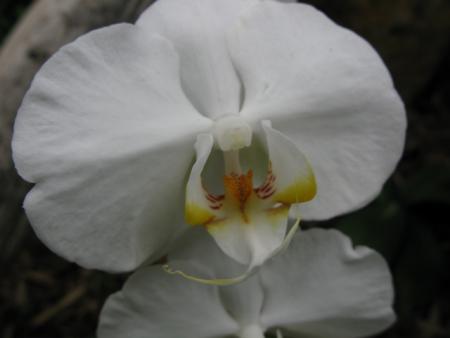 orchidée