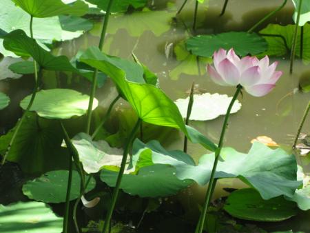 fleur de lotus