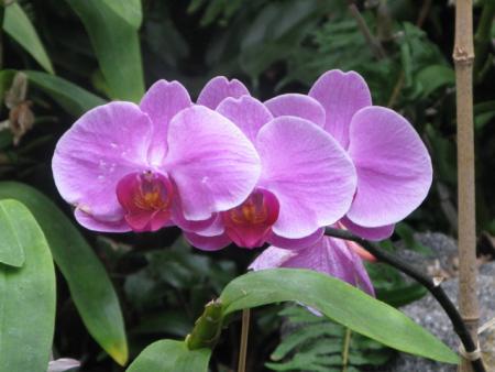 orchidée