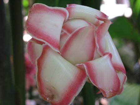 rose de porcelaine