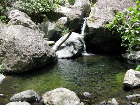 bassin au milieu de la foret