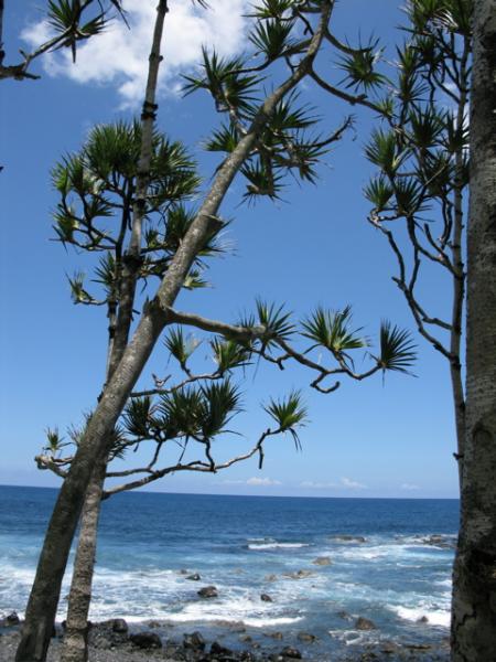sud sauvage