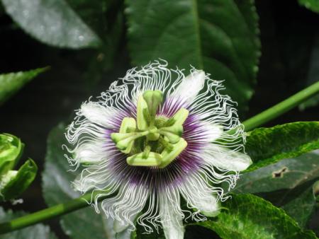 fleur du fruit de la passion