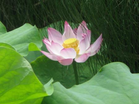 fleur de lotus