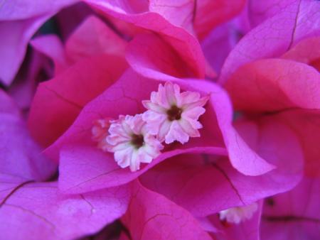 bougainvillier