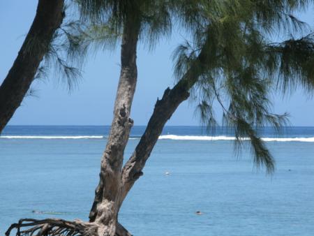 filaos sur bord de mer
